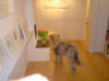 Security Beauftragter der Galerie - Bobtailmischling Pepper